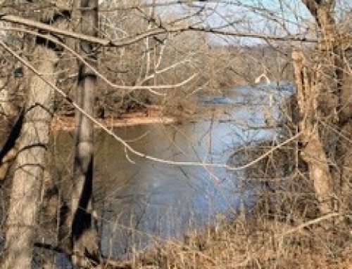 Walking Into the New Year: The Healing Magic of the Forest